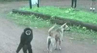 悟空捉弄哮天犬,猴子调戏狗,狗一吠,猴溜得无影