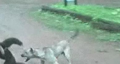 悟空捉弄哮天犬,猴子调戏狗,狗一吠,猴溜得无影