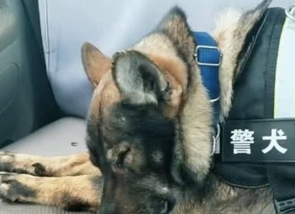 一只小警犬雪地执行任务，冻得直缩脚，网友看了心疼：太勇敢了