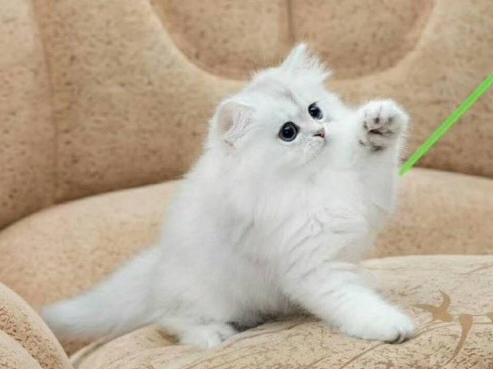 猫咪什么情况下需要吃营养膏？麦都狗来为你科普