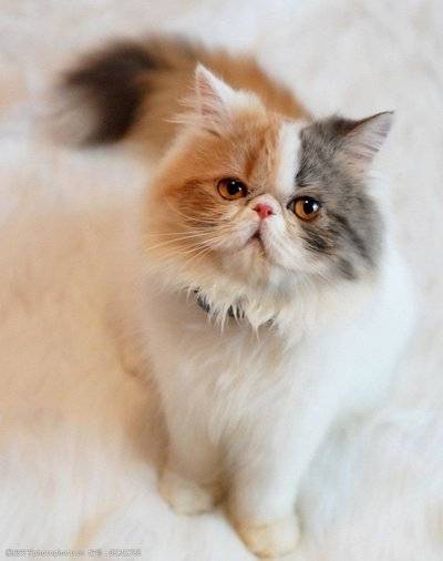 宠物店怎么挑健康猫猫，宠物店买猫怎么看健康