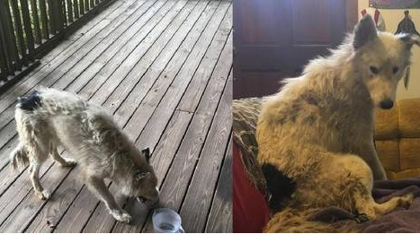 女子偶遇一只流浪狗，给了食物后，没想到接下来一发不可收拾