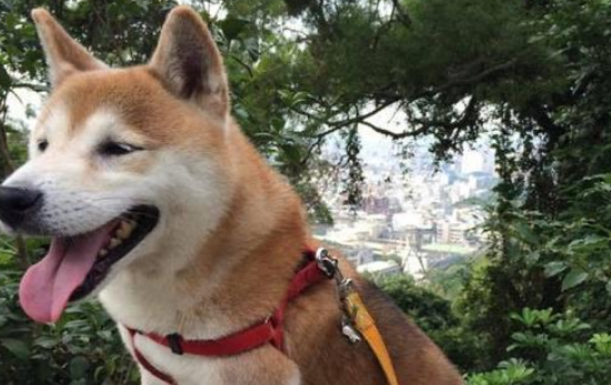 从繁殖场死里逃生的柴犬，患上老年痴呆，主人不离不弃陪伴左右