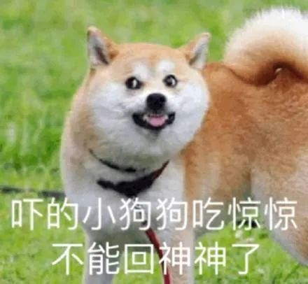 狗有八百个心眼子|网友假扔球戏弄狗子,它竟报复了回来…