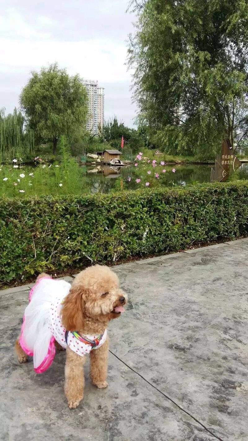 艾米两岁时从西安飞长春做了一次长途旅行... 在吉林姥姥家几个月的时间里每天都开心的出去嗨，玩的累了，到家吃了倒头就睡。