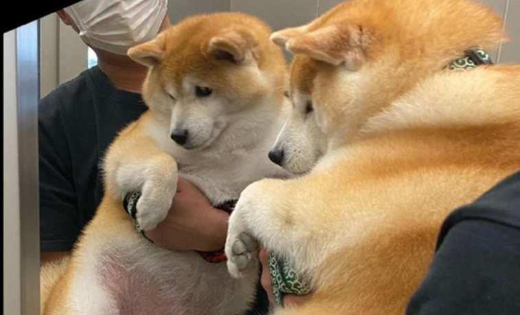 主人家怀着柴犬照镜子，它自身要不来了：只需我不看，我就不胖！