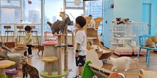 一猫咖半月无人管引网友热议，南京的猫咖狗咖还好吗？