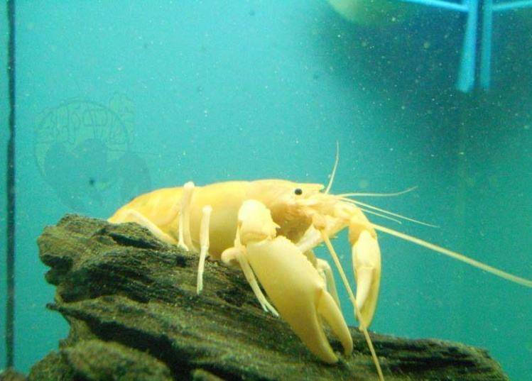 黄金巨手虾