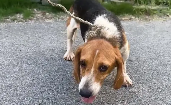 比格犬也难免沦为烂脖子交易品，狗主：想养狗就买，不养就卖