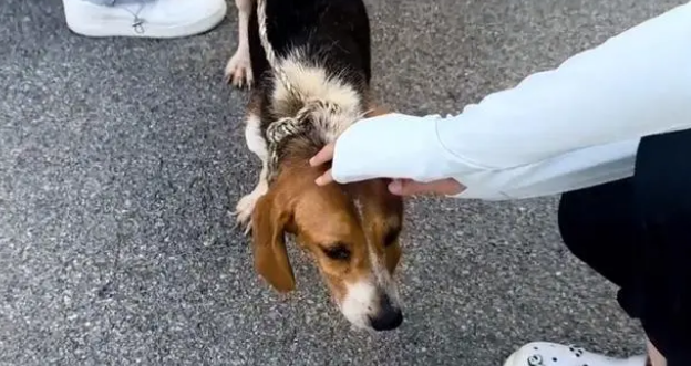 比格犬也难免沦为烂脖子交易品，狗主：想养狗就买，不养就卖