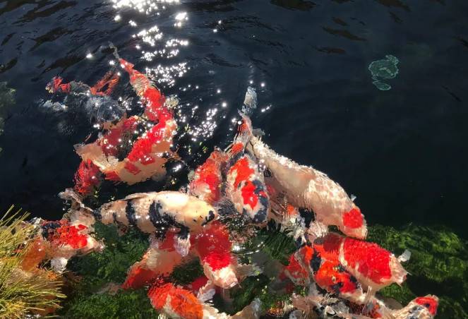 锦鲤鱼