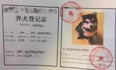 上海狗证怎么办理？