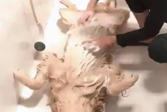 金毛犬洗澡姿势销魂令人羡慕，感觉自己活的还不如一条狗！