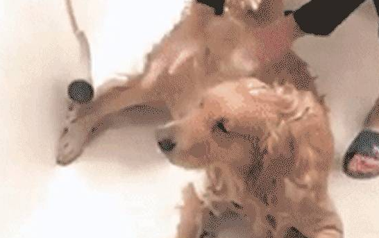 金毛犬洗澡姿势销魂令人羡慕，感觉自己活的还不如一条狗！