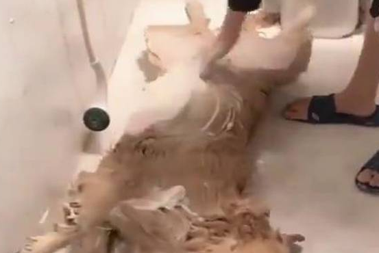 金毛犬洗澡姿势销魂令人羡慕，感觉自己活的还不如一条狗！
