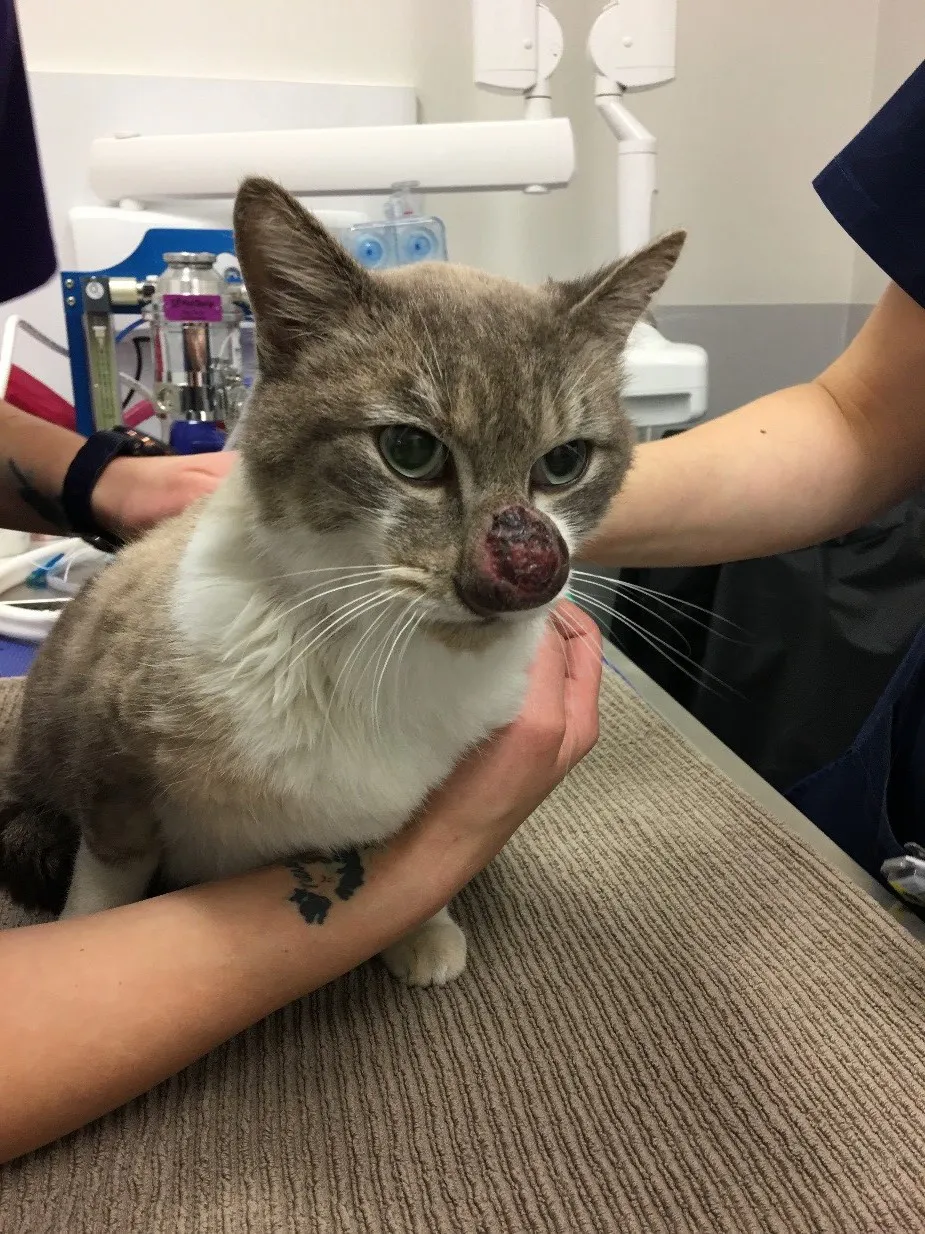 警惕！猫咪隐球菌感染，全面解读与防治建议