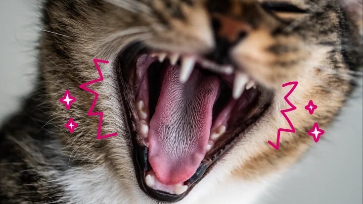 猫牙齿吸收病:您需要了解的知识
