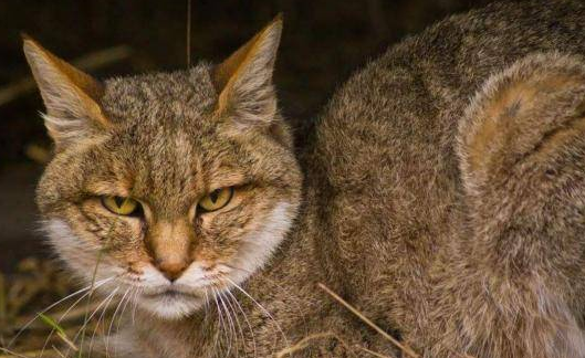 5000万年前的这种生物，竟是猫和狗的共同祖先，模样你猜不到
