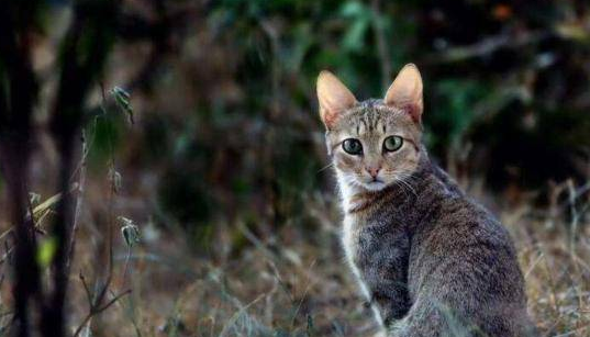 5000万年前的这种生物，竟是猫和狗的共同祖先，模样你猜不到