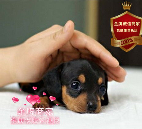 小狗健康检查一般多少钱，小狗健康检查一般多少钱一次