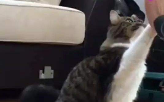 一只猫被一只二哈养大，但猫觉得自己是只狗