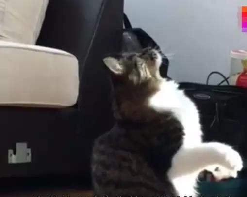 一只猫被一只二哈养大，但猫觉得自己是只狗