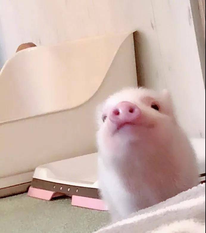 日本第一家迷你猪咖！