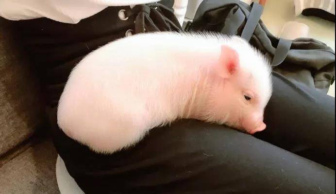 日本第一家迷你猪咖！