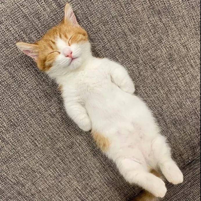 这只叫茶太的猫真是乖巧又可爱。看它睡觉的样子我能看一整天