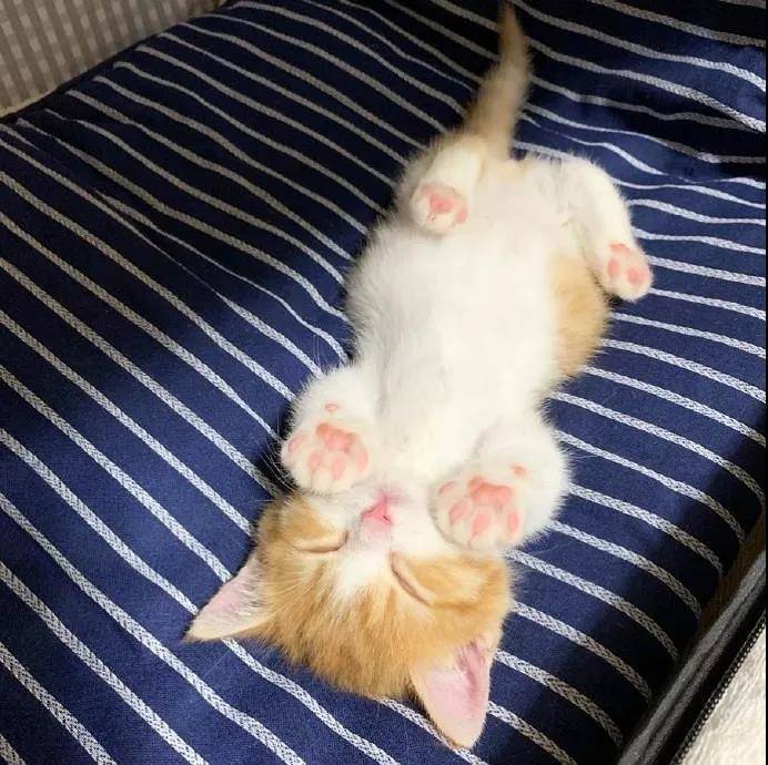 这只叫茶太的猫真是乖巧又可爱。看它睡觉的样子我能看一整天