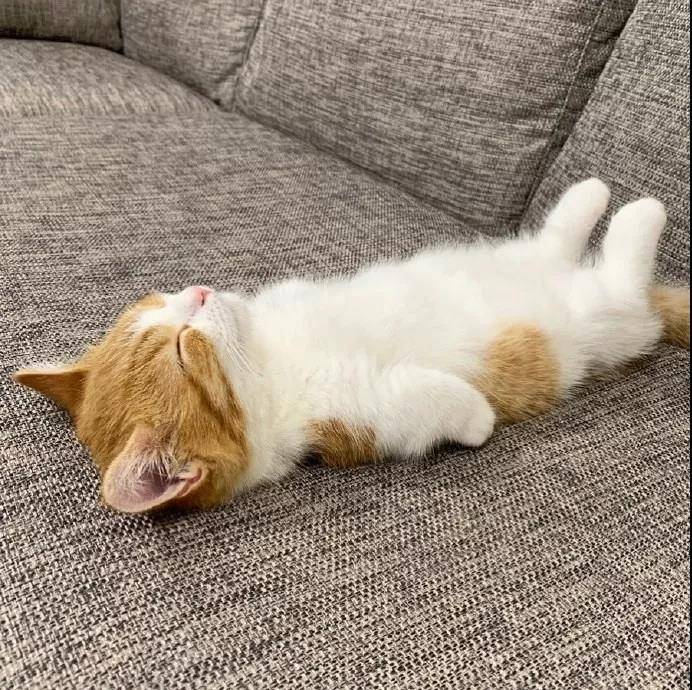 这只叫茶太的猫真是乖巧又可爱。看它睡觉的样子我能看一整天