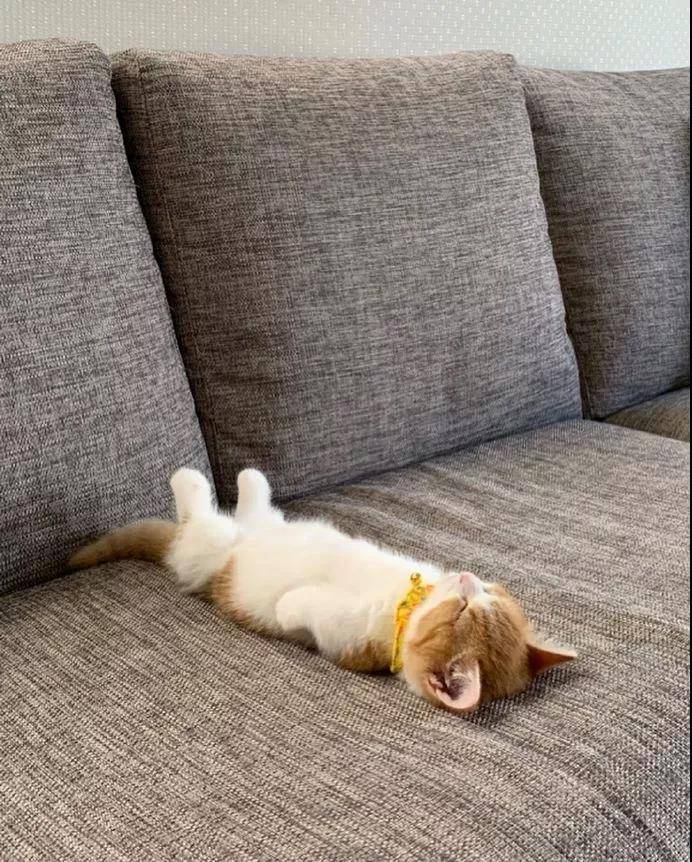 这只叫茶太的猫真是乖巧又可爱。看它睡觉的样子我能看一整天