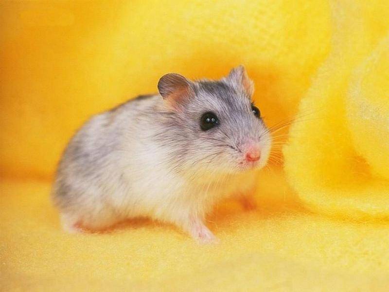 仓鼠要打疫苗吗