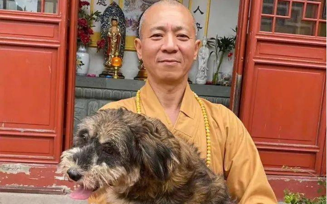 生活在古寺里的狗子,常年听高僧念经一脸“佛”相,网友:看来熏陶不浅