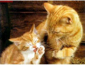 小猫健康被抓伤了要打狂犬疫苗吗,小猫咪抓伤要打针吗