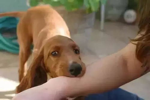 小狗健康的很,不会传染狂犬病吧?，小狗不会有狂犬病吗