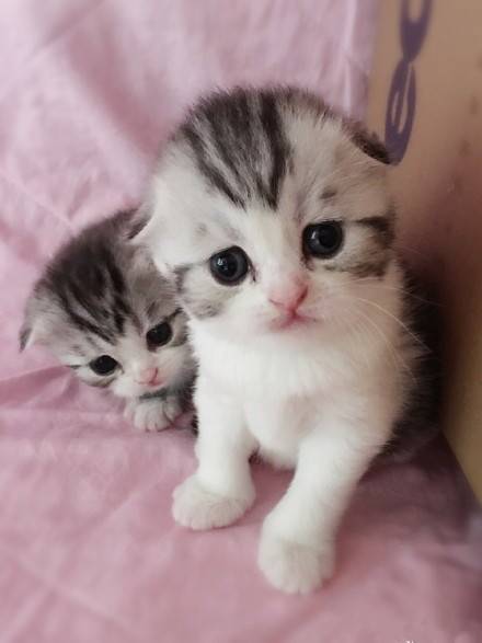 我爱猫