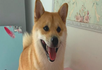 主人家摆地摊卖包，每一次都拿柴犬当“衣服架”，强迫运营的耗子好萌