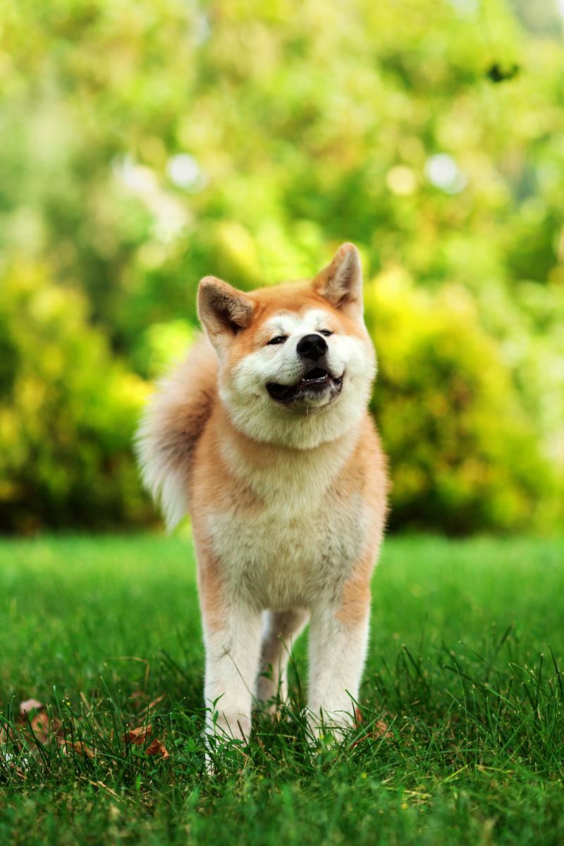 荷兰毛狮犬：优雅与活力的完美结合