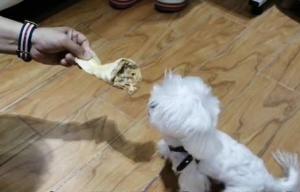 小狗吃饭护食，家人不能靠近！连拿骨头靠近都被无差别攻击