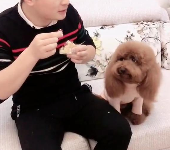 骗小泰迪说食材有毒，吓得狗狗赶忙吐出来，说些什么也不吃了