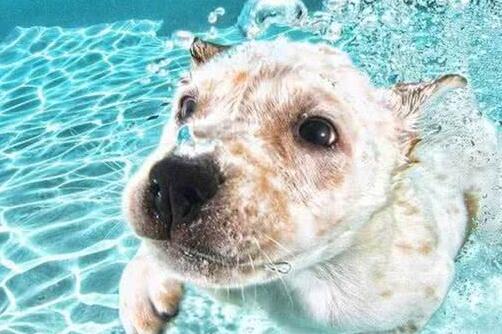 谁说狗狗天生会游泳？别让无知害了它