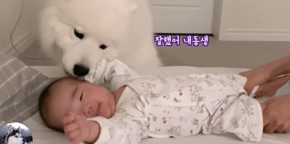 女主生了宝宝，大白狗把它当“宝”一样，还懂得给它盖被子