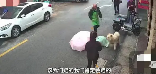 一向乖巧的宠物狗，被一女子逗发性情，后果不堪