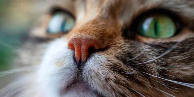 猫咪鼻子干燥、破裂?这些原因和治疗方法你需要知道