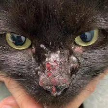 猫咪鼻子干燥、破裂？这些原因和治疗方法你需要知道