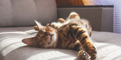猫咪鼻子干燥、破裂?这些原因和治疗方法你需要知道