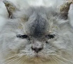 猫咪鼻子干燥、破裂?这些原因和治疗方法你需要知道