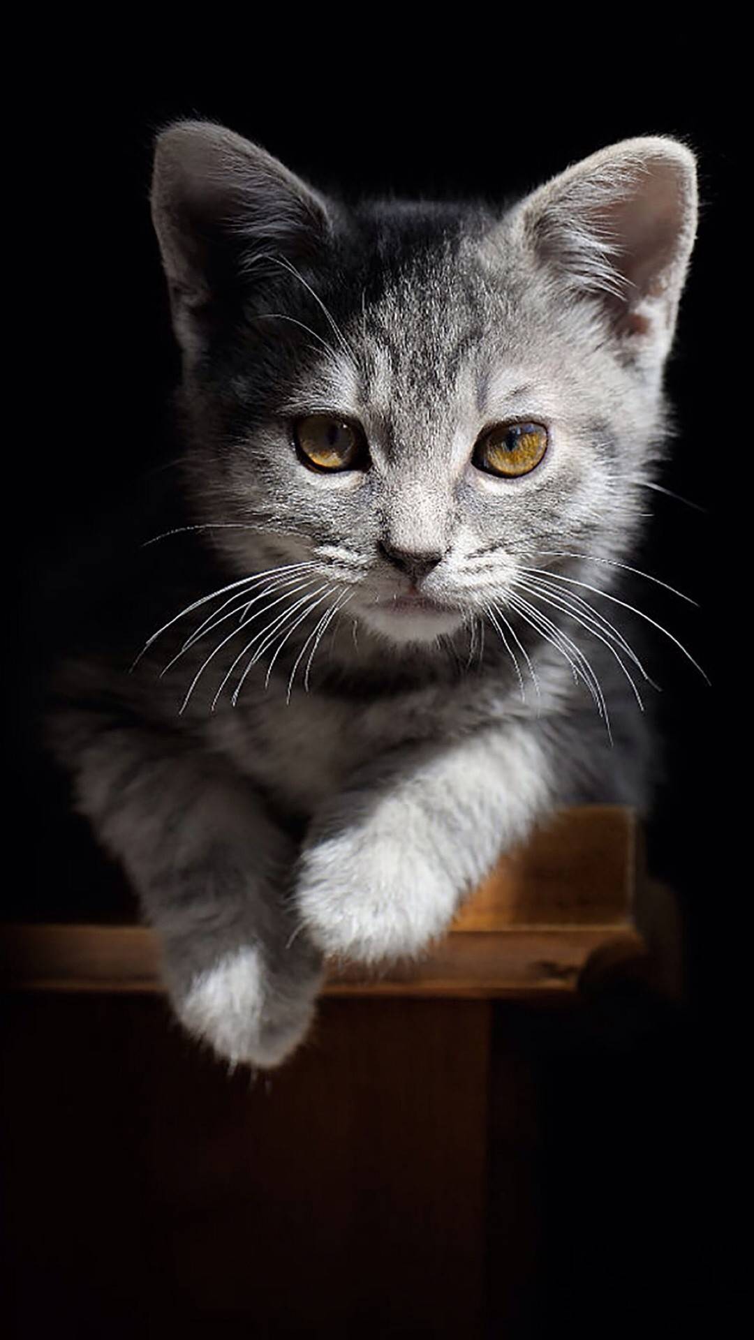 小可爱