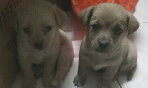 邻居说自身买的是拉布拉多犬，被别人取笑后拎起狗狗丢进了垃圾桶